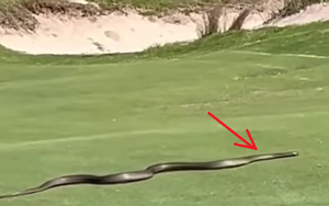 Đang đánh golf, người đàn ông bỗng hét lớn, nhân viên chạy ra chứng kiến cảnh tượng "suýt chết đứng"