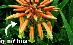 Loại cây ngàn năm không nở hoa, nhưng một khi hoa nở thì gia chủ “trúng số độc đắc”, cuộc đời rực rỡ!