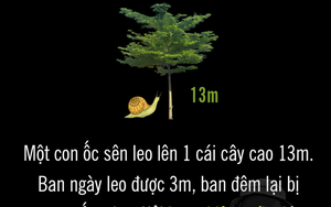 Ốc sên mất bao nhiêu ngày để leo hết cái cây 13m?