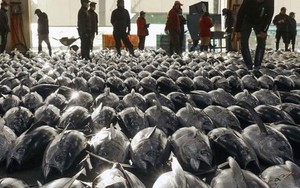 'Siêu thực phẩm' của Việt Nam sang Nga đắt hàng kỷ lục: Thuế nhập khẩu 0%, hơn 75 quốc gia trên thế giới đều ưa chuộng