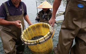 Thương chiến lan đến sản phẩm bình dân nhất: Mỹ áp thuế 170% khiến một ngành nuôi cá Trung Quốc lao đao, 10 người thì 1 người có nguy cơ mất việc