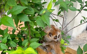 Bất ngờ với 'độ' quý hiếm của con vật nhỏ có thân hình lạ mà thanh niên nhặt được ven đường