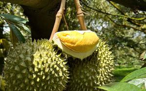 Sầu riêng 'made in China' đến ngày hái quả: Giá đắt gấp đôi so với sầu riêng nhập khẩu, sản lượng năm 2025 ra sao so với Thái Lan, Việt Nam?