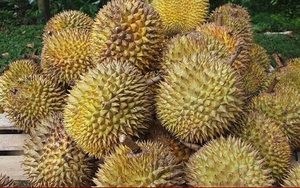 Cách phân biệt sầu riêng chín cây và sầu riêng nhúng thuốc