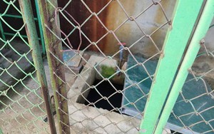 Vụ bé trai 5 tuổi rơi xuống bể nước trong trường mầm non tử vong: Bố mẹ ly hôn, sống với ông bà ngoại