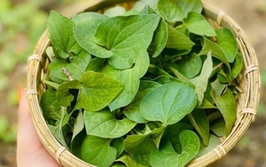 Loại rau được ví là "nỗi ám ảnh" của nhiều người, tốt cho gan