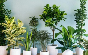 Bậc thầy phong thủy chỉ điểm: Phòng khách đặt 5 THỨ ĐỒ này, gia chủ hưởng lộc trời, phúc khí dồi dào!