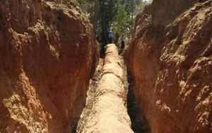 Công trường dừng thi công khẩn cấp vì phát hiện cây gỗ dài 30,5m, “cứng như đá” : Chuyên gia khẳng định "kho báu" này không dưới 503 tỷ đồng