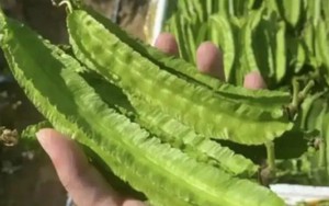 Thức ăn cho lợn bỗng hóa “vàng xanh”, giá gần 1 triệu/kg vẫn bán “cháy hàng”