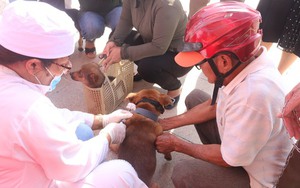 Chó chảy nước dãi, chạy khắp nơi cắn người loạn xạ ở Vũng Tàu