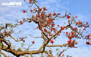 Check-in cây hoa gạo trăm tuổi ở nơi phát tích bài thơ thần 'Nam quốc sơn hà'