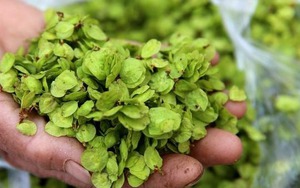 Loại rau dại ngọt hơn rau cải, không chứa axit oxalic, ăn vào mát gan, giải nhiệt cực tốt