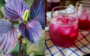 Uống nước lá tía tô đúng 3 thời điểm này tốt hơn vạn thuốc bổ