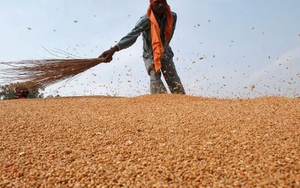 Vừa ngừng nhập khẩu từ Mỹ, một ngành hàng của Trung Quốc gặp sóng gió: ‘Cứu tinh’ chậm trễ giao hàng, nhập khẩu giảm xuống thấp nhất trong một thập kỷ