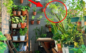5 loại cây cảnh tuyệt đối không nên trồng ở ban công - càng đẹp càng gây họa