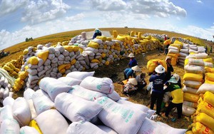 An ninh lương thực châu Á bị đe dọa, gạo Việt đứng giữa 'tâm bão'
