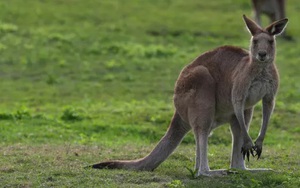 Người đàn ông nghi bị kangaroo tấn công dẫn tới tử vong