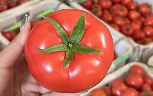 Mua cà chua đừng chọn trái đỏ rực căng mọng - người trồng lâu năm chỉ chọn 3 kiểu quả “xấu nhưng ngon” này