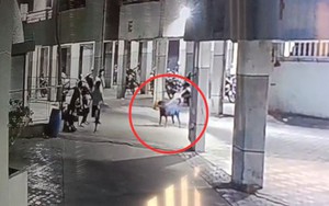 Đang đi cùng dì, bé gái 4 tháng tuổi bị chó dữ tấn công tử vong