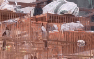 Kiểm lâm Huế lên tiếng về việc chứng minh nguồn gốc hợp pháp của chim cảnh khi mang theo uống cà phê