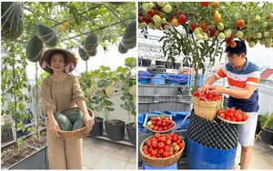 Chồng đầu tư cho vợ gần 100m2 làm vườn sân thượng, thu vài tạ trái ngọt mỗi năm: Thành quả kinh ngạc!