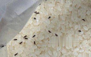 Gạo có côn trùng không cần phơi dưới ánh nắng! Chủ hàng gạo chỉ 1 mẹo để gạo cả năm không bị mọt