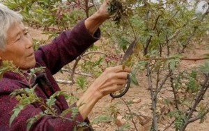 Cây xưa chỉ trồng lấy quả, nay ngắt lá đem bán cũng ra tiền