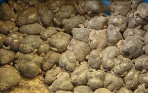 Món ăn nhìn như sinh vật lạ, nhiều người "sợ khiếp vía" nhưng giá cao ngất ngưởng, là đặc sản nức tiếng ở Việt Nam