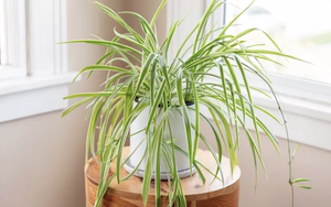 Một loại cây rất đáng trồng trong nhà: NASA bảo chứng khả năng “nuốt” chất độc gây ung thư