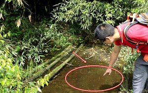 Lần theo tiếng động dưới vũng nước nông, cán bộ kiểm lâm hân hoan tìm thấy loài "tuyệt chủng" hơn 50 năm