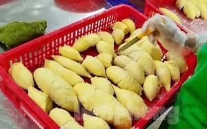 'Báo động đỏ' sầu riêng Việt Nam