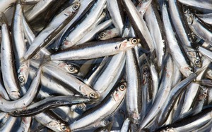 Loại cá dân dã 30.000 đồng/kg có canxi cao gấp 25 lần cá hồi, xưa làm mắm - nay lên bàn tiệc sang!
