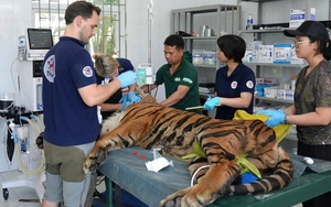 Vì sao 7 con hổ ở Phong Nha - Kẻ Bàng nằm "bất động" nhiều giờ liền?