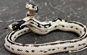 Con rắn 2 đầu quý hiếm giá 1,3 tỷ đồng, chủ nhân quyết không bán