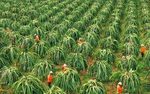 Không phải sầu riêng, loại ‘siêu trái cây’ này mới đang là 'vua xuất khẩu': Thu về 155 triệu USD, Việt Nam – Thái Lan cạnh tranh ngôi vương thế giới