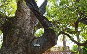 Việt Nam sở hữu cây thiêng ngàn tuổi: Được vua Lê sắc phong, tuổi thọ đứng thứ hai thế giới