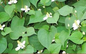 5 tác hại của rau diếp cá nếu dùng sai cách