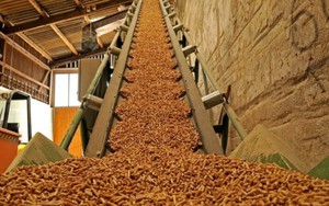 Thứ người Việt từng xem là phế phẩm, nay thành "mỏ vàng" xuất khẩu: Tiềm năng kiếm tỷ USD