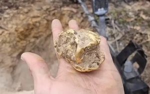 Đang đào gốc cây mục, người đàn ông "sốc ngang" khi thấy cục vàng hơn 2 tỷ