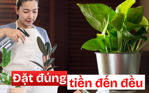 3 góc thường bị bỏ quên trong nhà – đặt đúng một chậu cây là ngăn được thất thoát tiền bạc