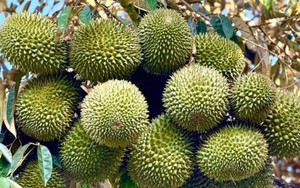 Liên minh châu Âu sắp cử đoàn thanh tra sầu riêng Việt Nam