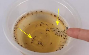 Chỉ với một bát nước ở góc nhà, ruồi muỗi, côn trùng sẽ bị tiêu diệt: Công thức đơn giản nhưng ít ai biết
