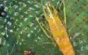 CLIP: Độc lạ con tôm sú có màu như thỏi vàng 9999