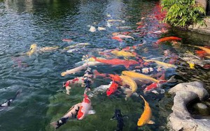 Đàn cá Koi hơn 1 tỷ đồng bất ngờ chết hàng loạt, người phụ nữ sốc nặng khi biết lý do