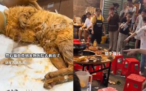 Chú mèo "từ trên trời" rơi thẳng vào nồi lẩu đang sôi sùng sục, thực khách hoảng loạn trước cảnh tượng khó tin