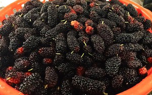 Việt Nam có loại quả chua chua ngọt ngọt chứa đến 88% nước: Được xem là “siêu thực phẩm” ngăn lão hóa, chống ung thư