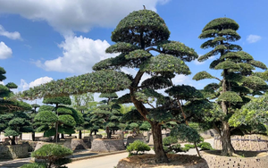 Cây tùng la hán trị giá 290 triệu đồng đột nhiên héo chết, người đàn ông kiện hàng xóm, tòa tuyên bố: 1 bên phải bồi thường toàn bộ