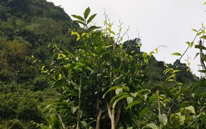 Loại rau từng mọc dại, không ai ngó tới, nay thành đặc sản đắt như thịt: Giúp giữ rừng và làm giàu