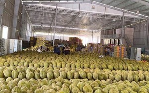 'Vua trái cây' rớt giá thảm: Đằng sau việc nhà nhà, người người trồng sầu riêng