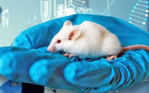 Vì sao người ta làm nghiên cứu trên chuột mà không dùng con vật khác?